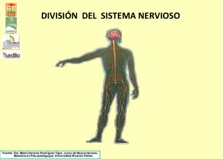 DIVISIÓN DEL SISTEMA NERVIOSO