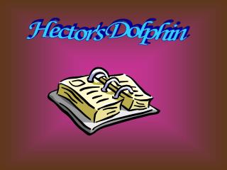 Hector's Dolphin