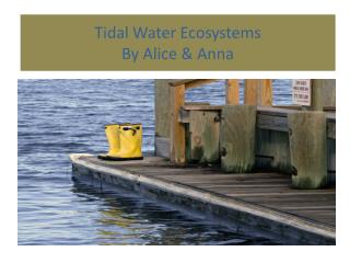 Tidal Water Ecosystems By Alice &amp; Anna