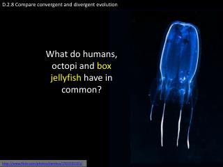 D.2.8 Compare convergent and divergent evolution
