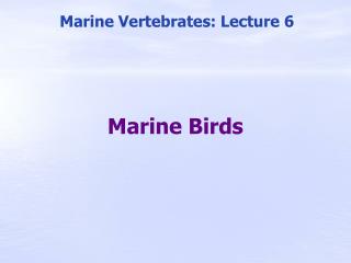 Marine Birds