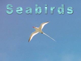 Seabirds