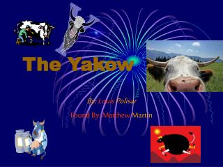 The Yakow