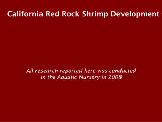 California Red Rock Shrimp Development