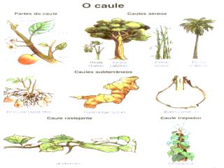 Estrutura interna do caule