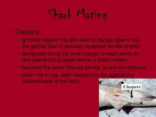 Shark Mating