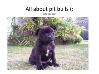 All about pit bulls (: ookaboo
