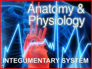 Integumentary system