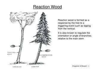 Reaction Wood