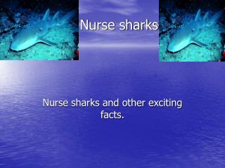 Nurse sharks