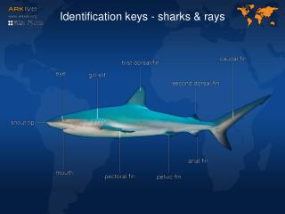 Identification keys - sharks &amp; rays