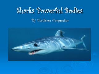 Sharks Powerful Bodies