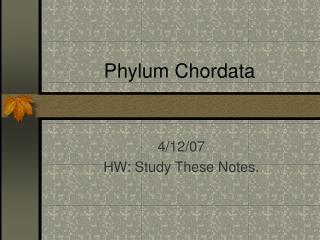 Phylum Chordata