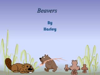 Beavers
