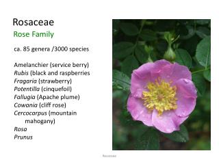 Rosaceae