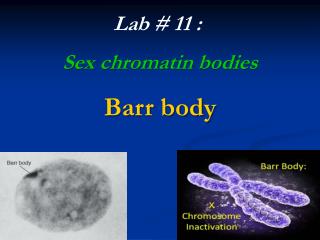 Lab # 11 : Sex chromatin bodies Barr body