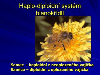 Haplo-diploidní systém blanokřídlí