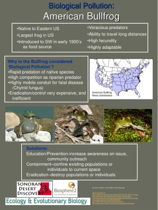 Why is the Bullfrog considered ‘Biological Pollution’? Rapid predation of native species