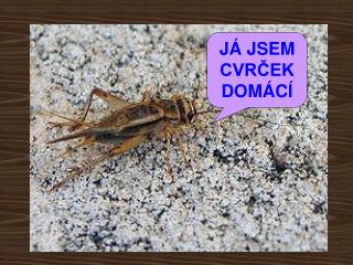 JÁ JSEM CVRČEK DOMÁCÍ