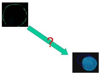 gfp -gene as cDNA in a host-DNA-fragment E. coli (new host)