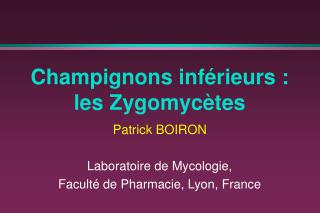 Champignons inférieurs : les Zygomycètes