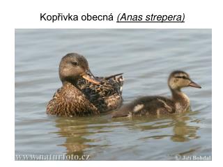 Kopřivka obecná (Anas strepera)