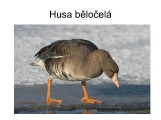 Husa běločelá