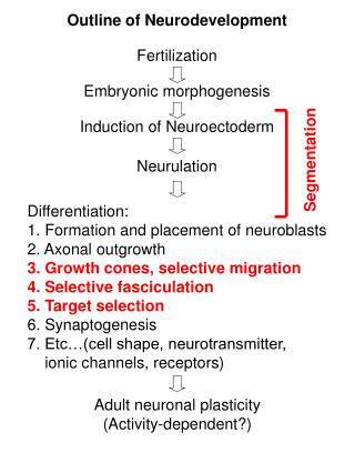 Outline of Neurodevelopment