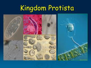 Kingdom Protista