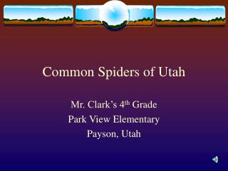 Common Spiders of Utah