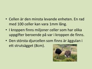 Cellen är den minsta levande enheten. En rad med 100 celler kan vara 1mm lång.