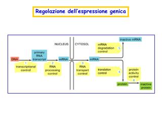 Regolazione dell’espressione genica