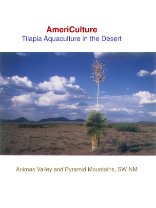AmeriCulture Tilapia Aquaculture in the Desert