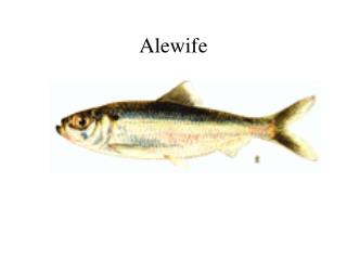 Alewife