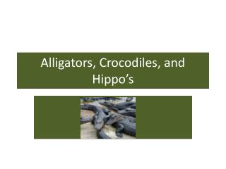 Alligators, Crocodiles, and Hippo’s