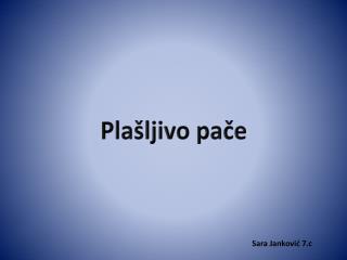 Plašljivo pače