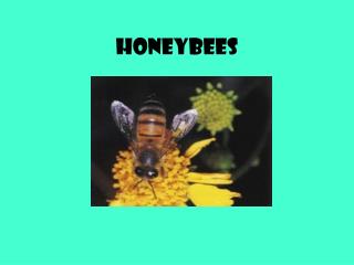 HONEYBEES