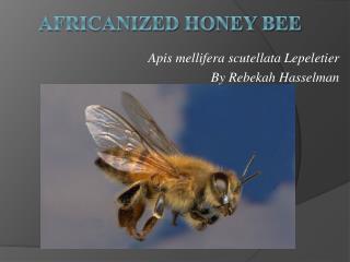 Africanized Honey Bee