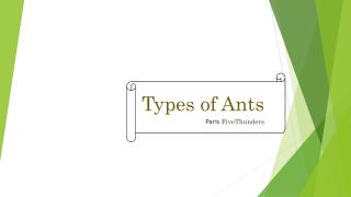 Types of Ants