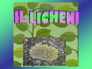 IL LICHENI