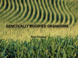 Genetically Modified Organisms