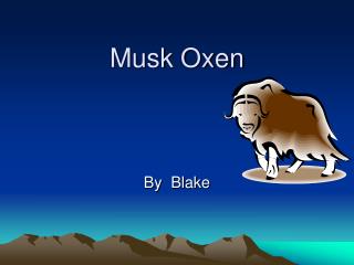 Musk Oxen