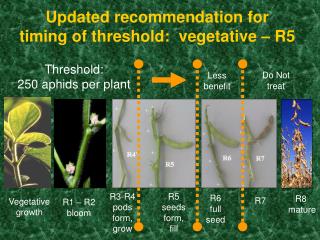 Updated recommendation for timing of threshold: vegetative – R5