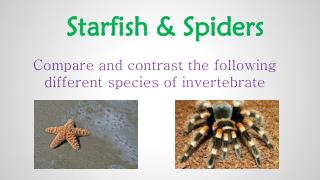 Starfish &amp; Spiders
