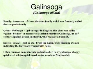 Galinsoga (Galinsoga ciliata)
