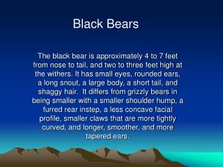 Black Bears