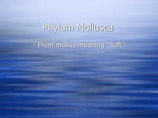 Phylum Mollusca