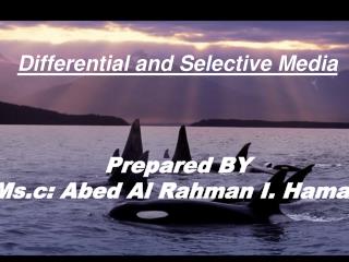 Differential and Selective Media Prepared BY Ms.c: Abed Al Rahman I. Hamad