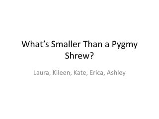 What ’ s Smaller Than a Pygmy Shrew?
