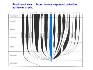 Traditional view: Insectivorans represent primitive eutherian stock.